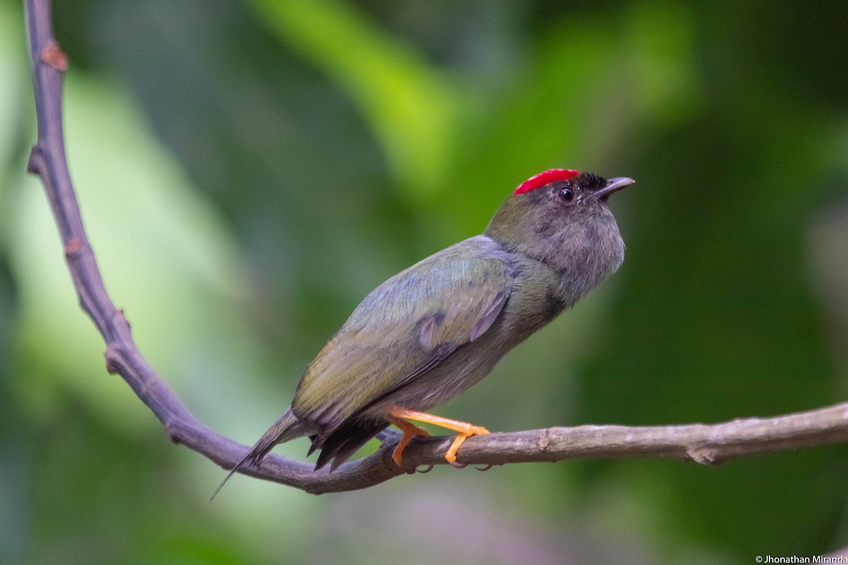 Lance-tailed Manakin - ML159990761