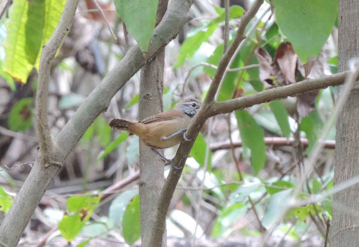 Buff-breasted Wren - ML159990831