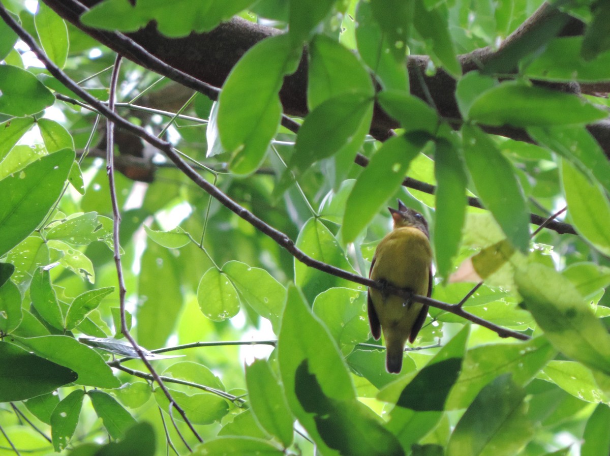 Thick-billed Euphonia - ML159990891