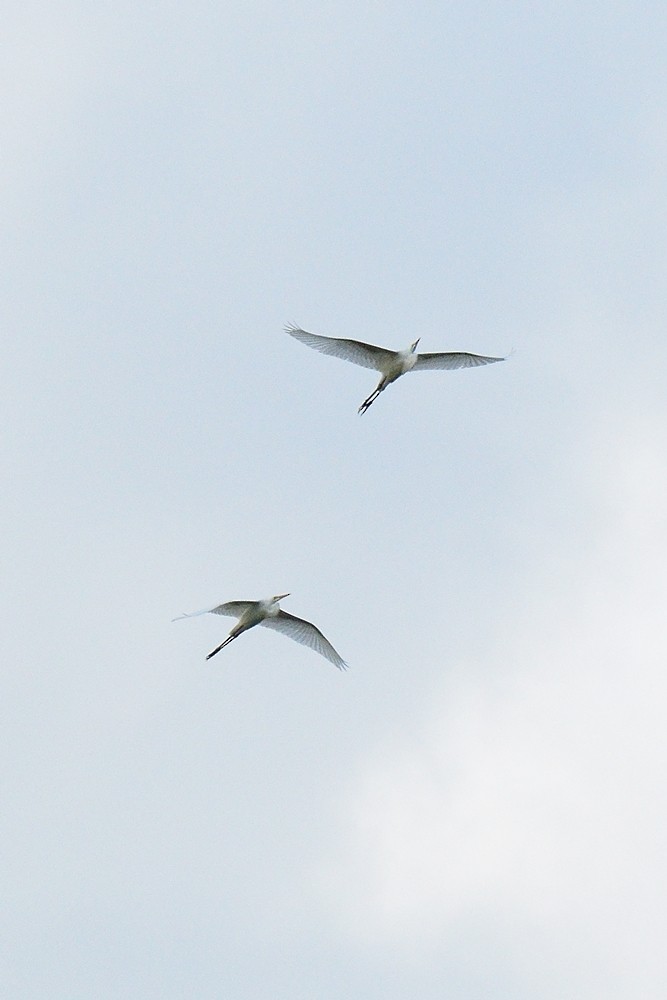 Great Egret - ML159991101