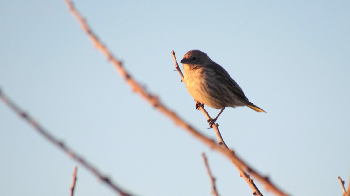 Saffron Finch - ML159991851