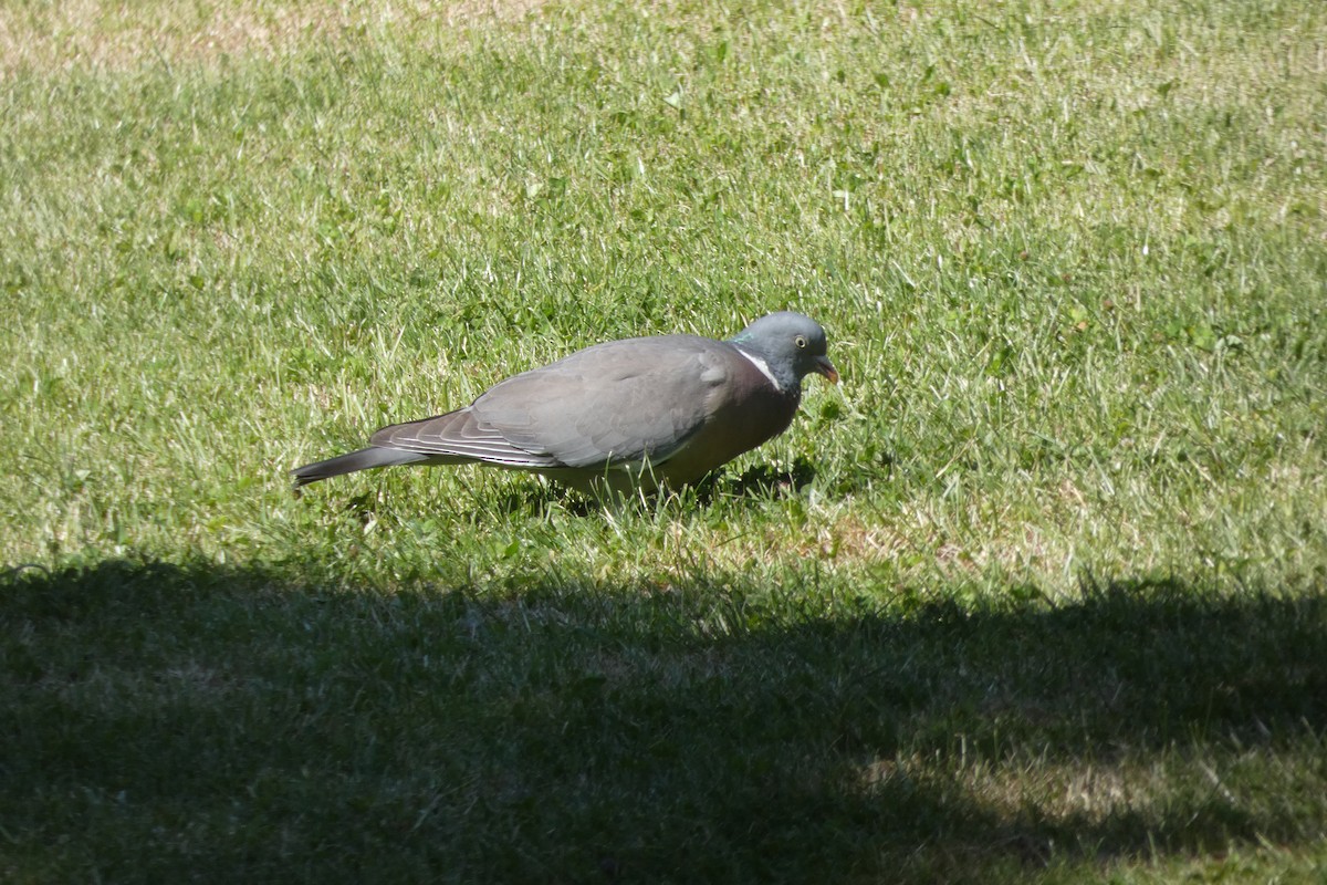 Common Wood-Pigeon - Francisco Javier Calvo lesmes