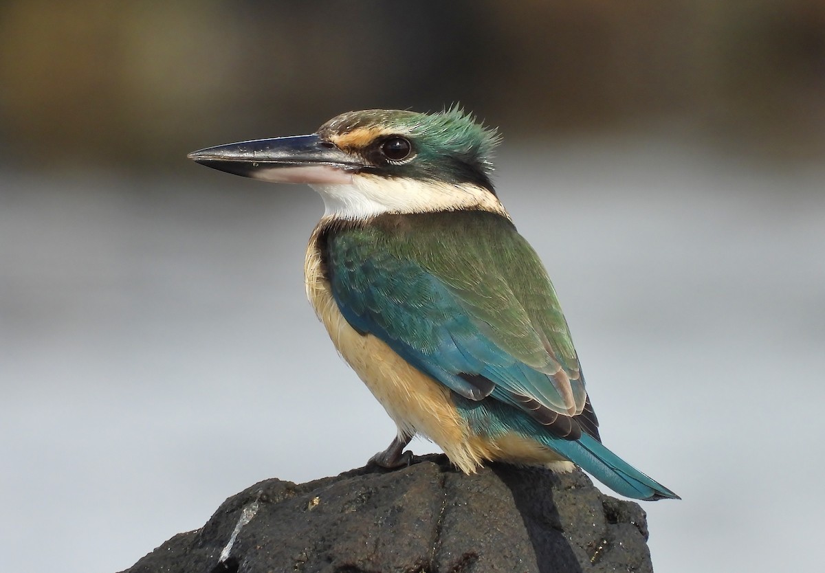 Sacred Kingfisher (Australasian) - ML159992391