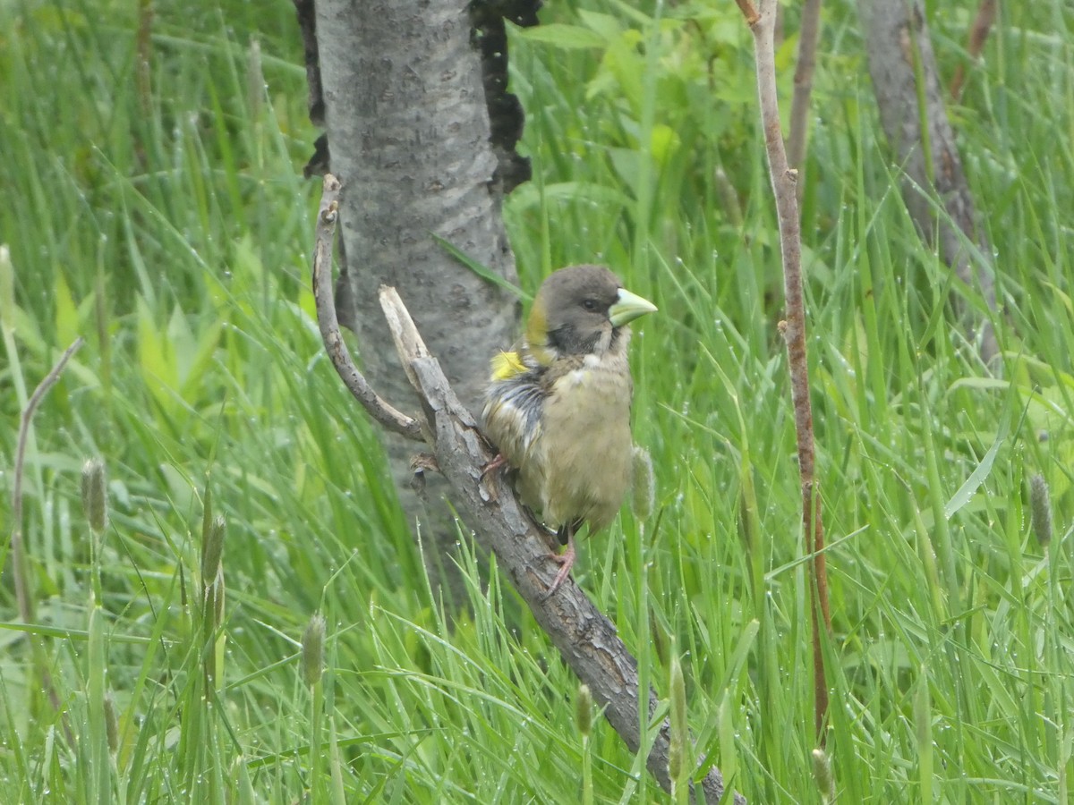 Evening Grosbeak - ML159992541