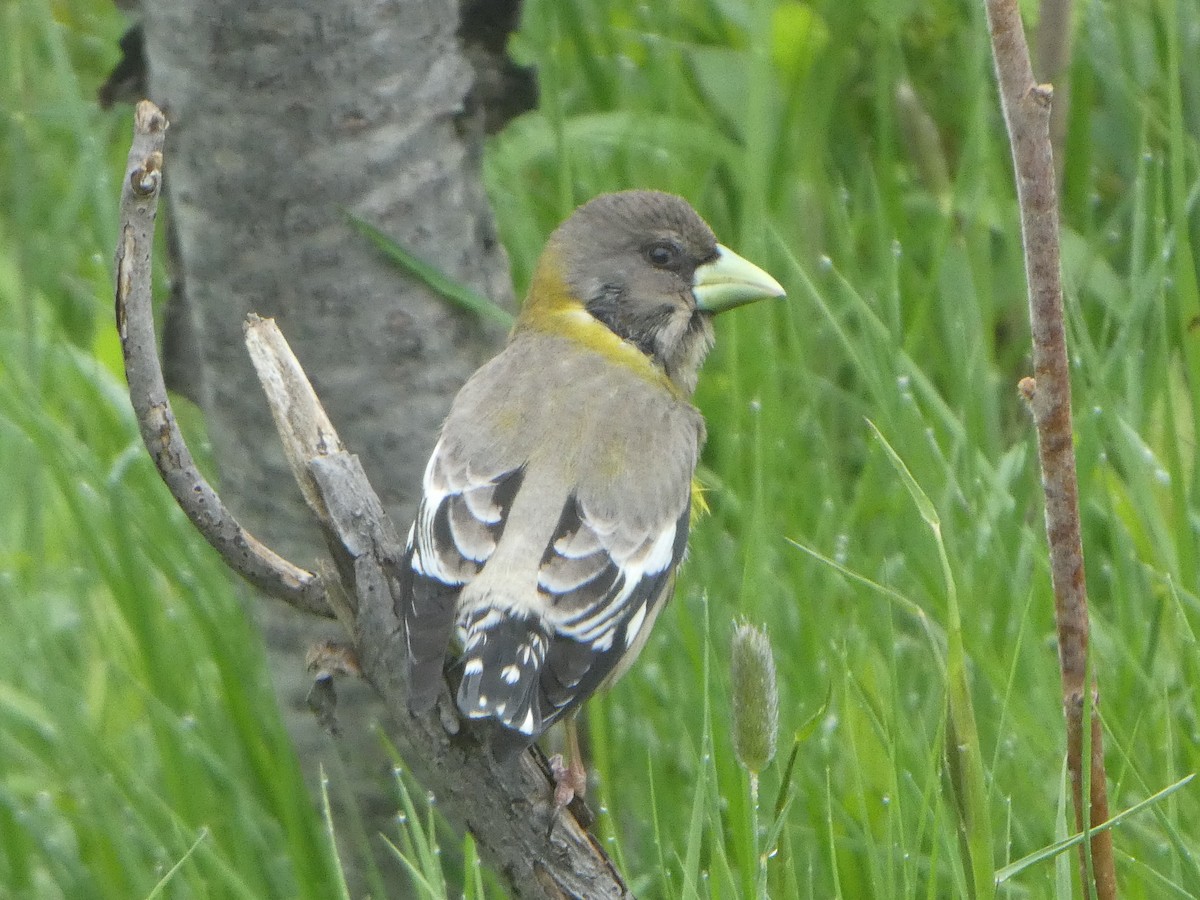 Evening Grosbeak - ML159992551