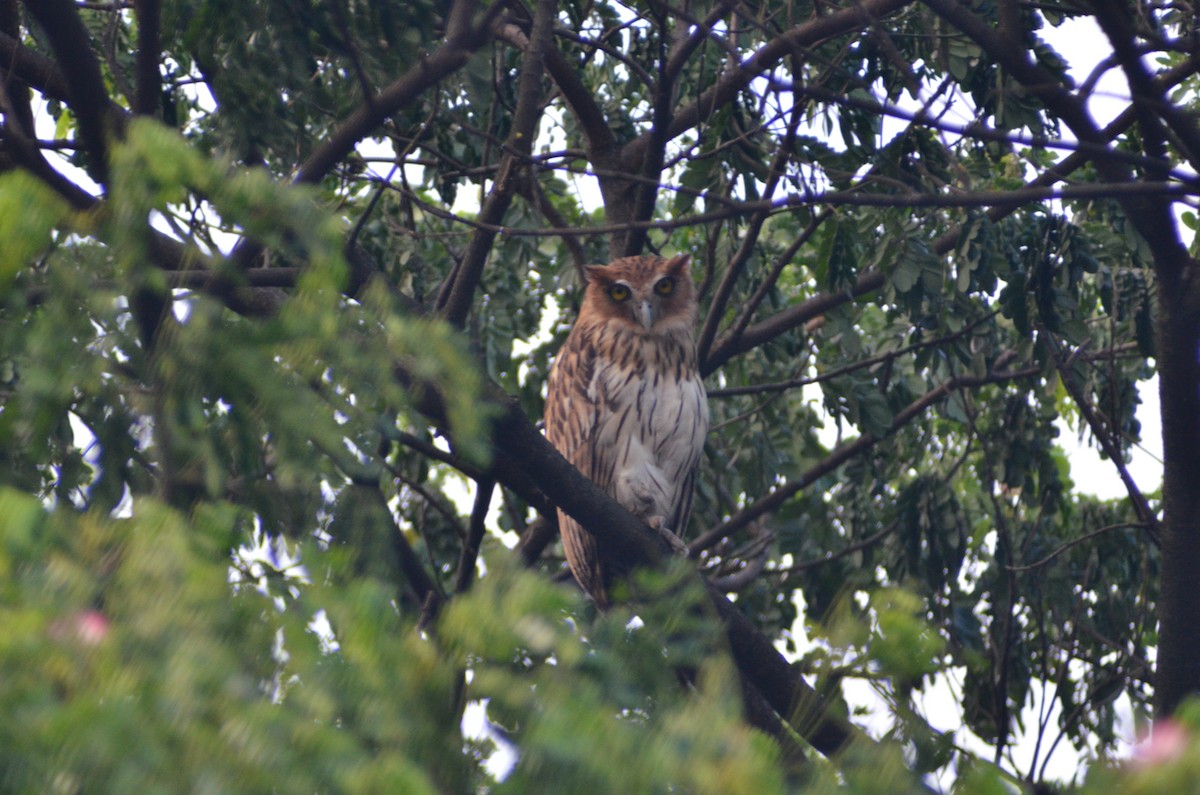 Philippine Eagle-Owl - ML159992721
