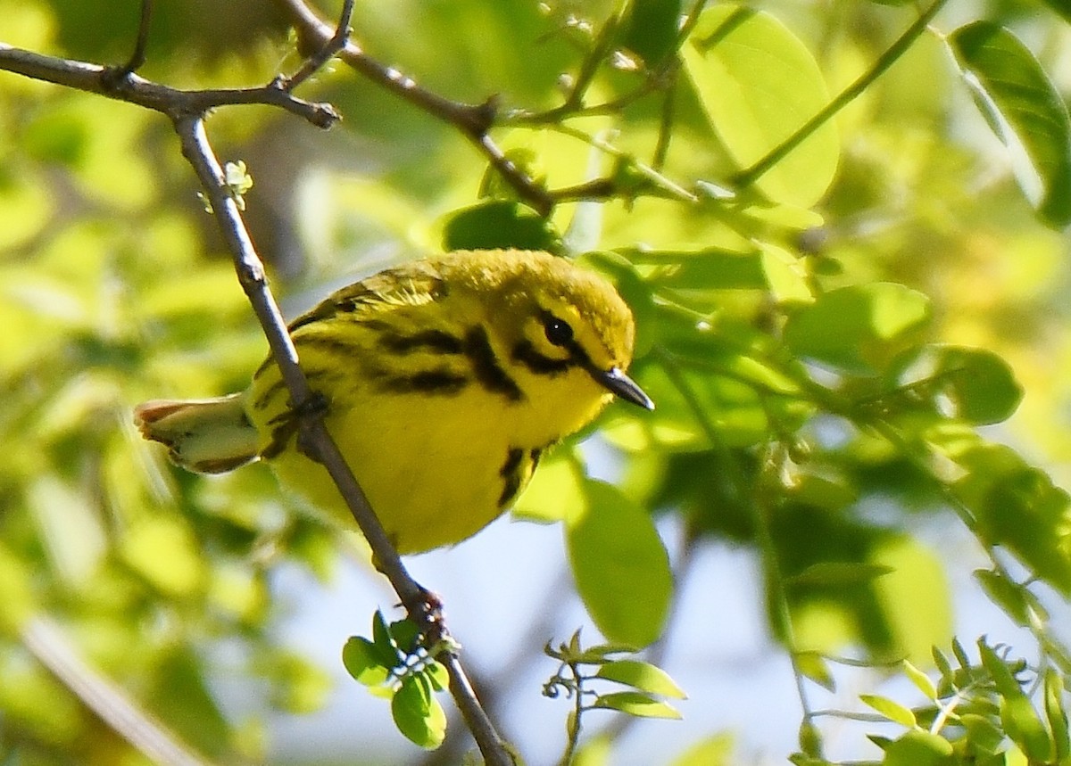 Prairie Warbler - ML159994521