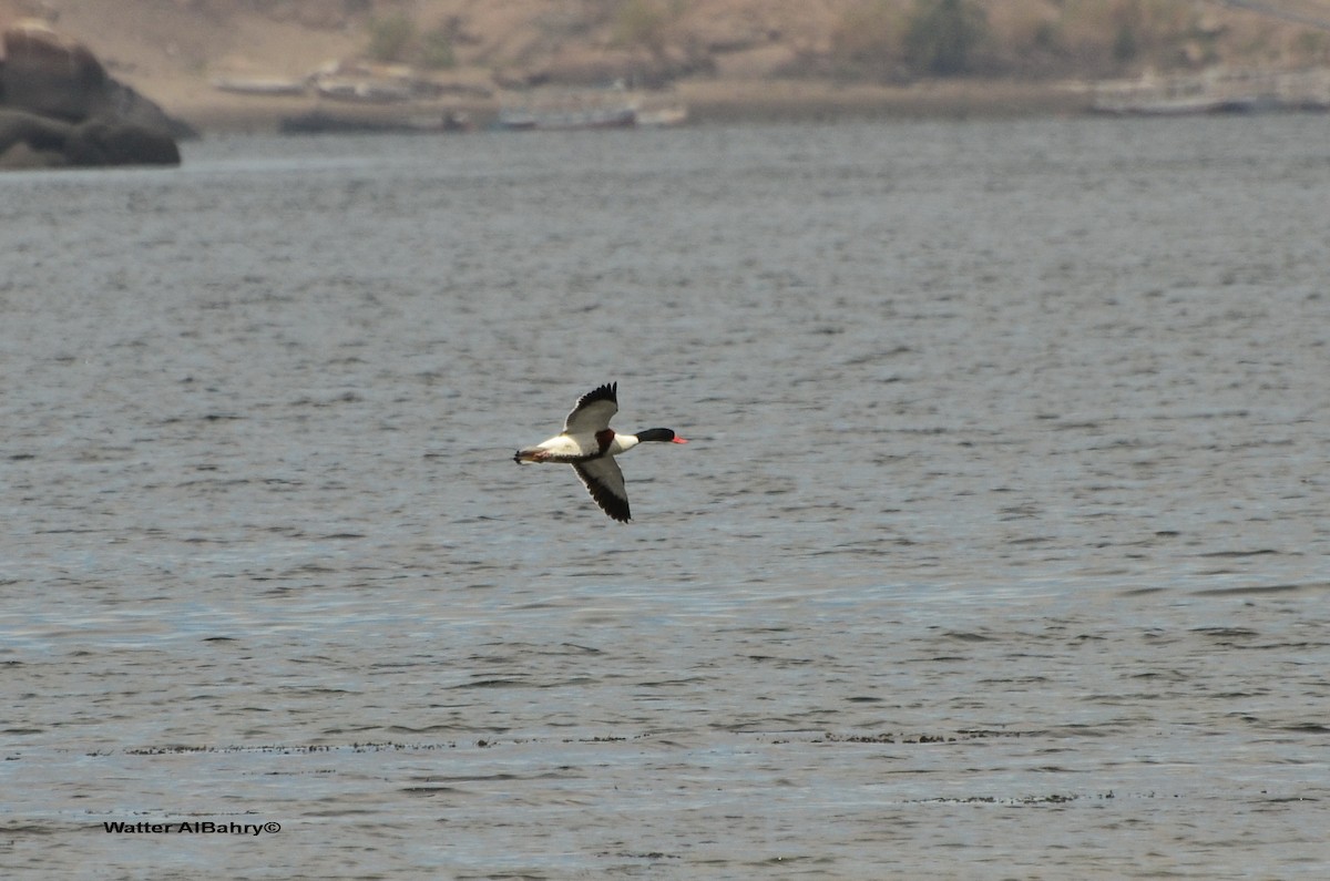 Common Shelduck - ML159997041