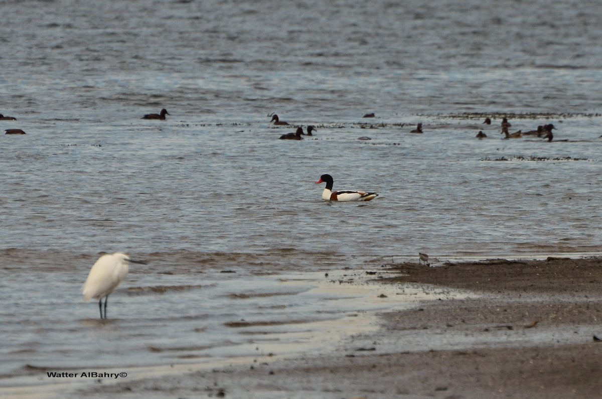 Common Shelduck - ML159997081