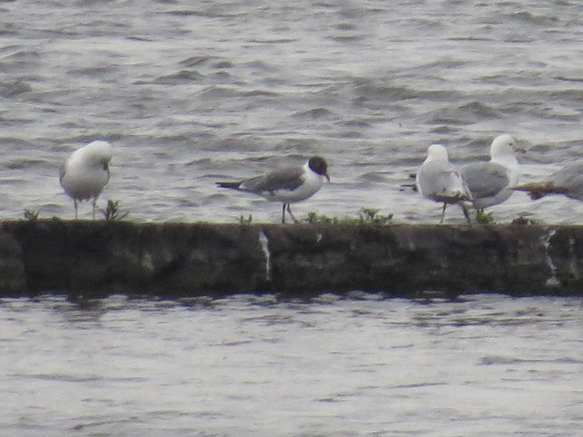 Laughing Gull - ML159998421