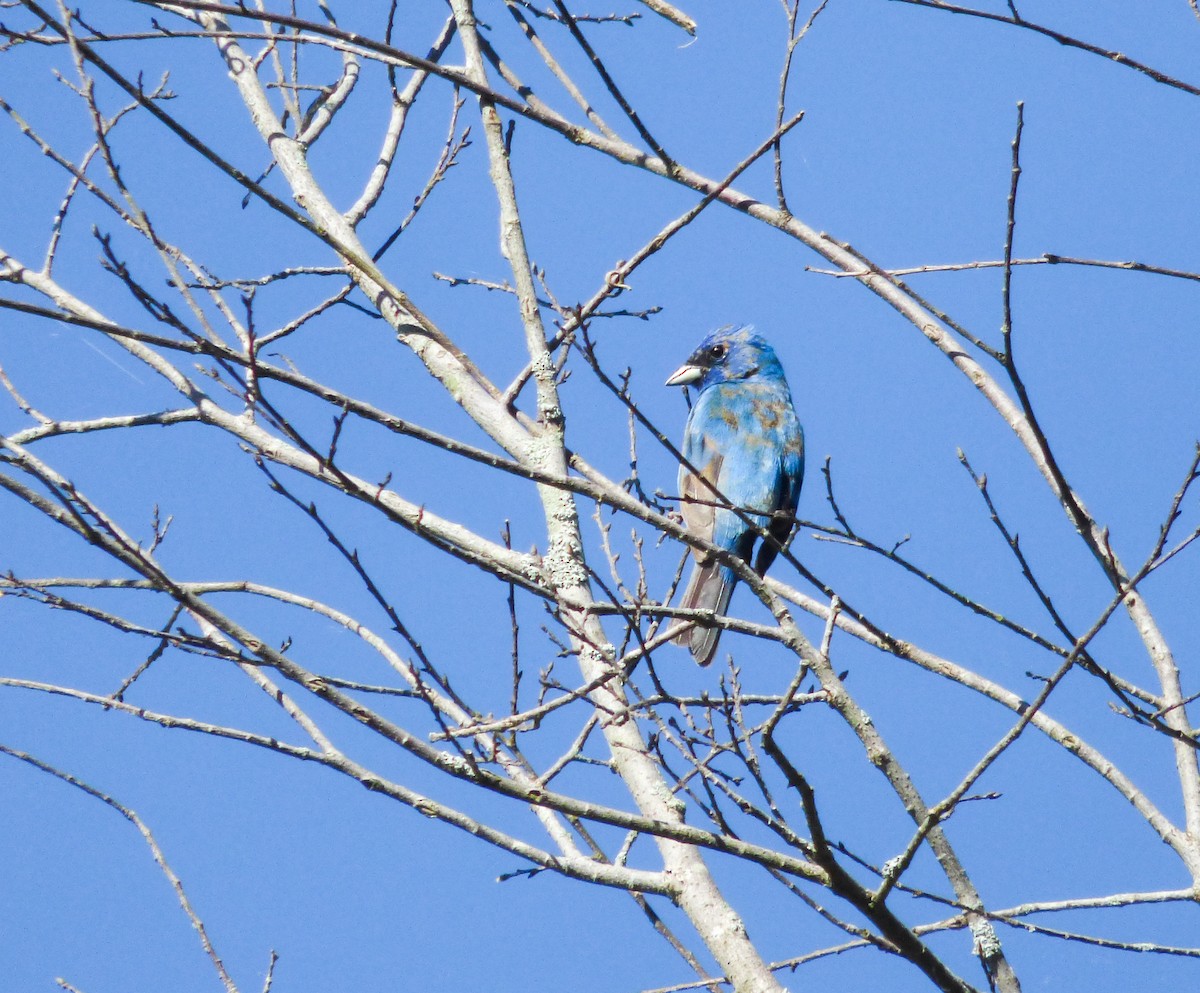 Indigo Bunting - ML159998651