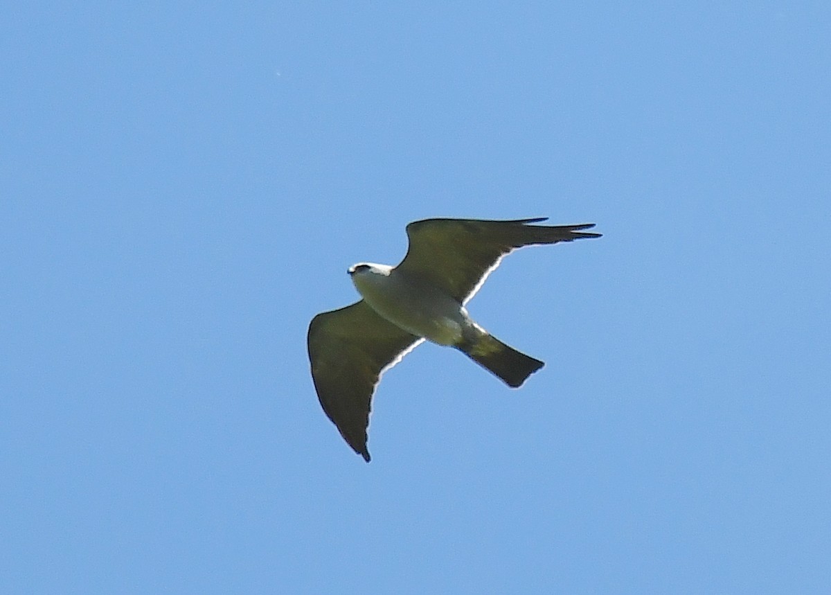 Mississippi Kite - Sherry Burnett