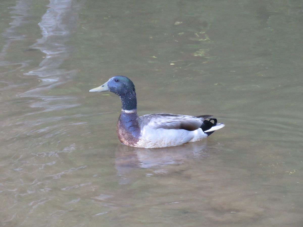 Mallard - ML159998831