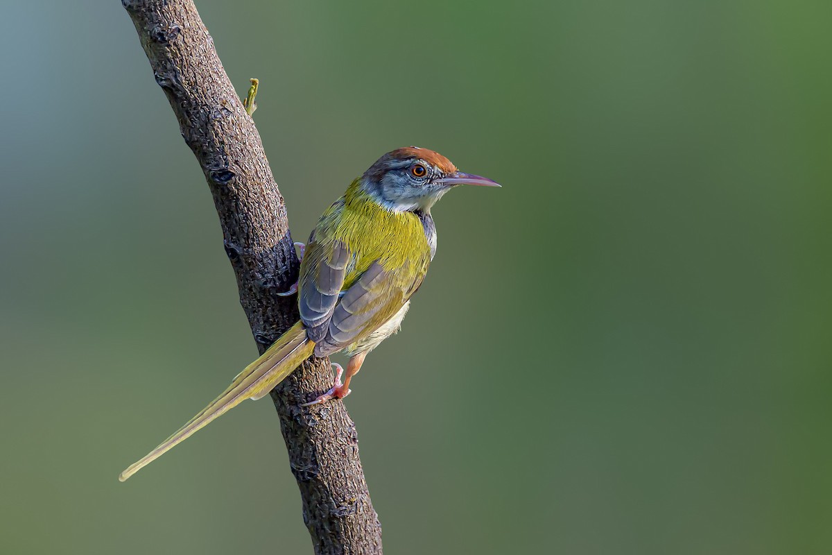 Rotstirn-Schneidervogel - ML159999041