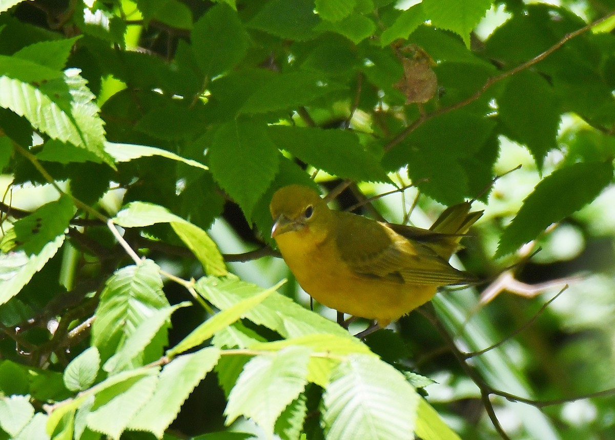 Summer Tanager - ML159999381