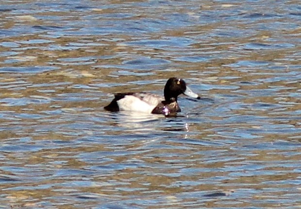 Greater Scaup - Jim Parker