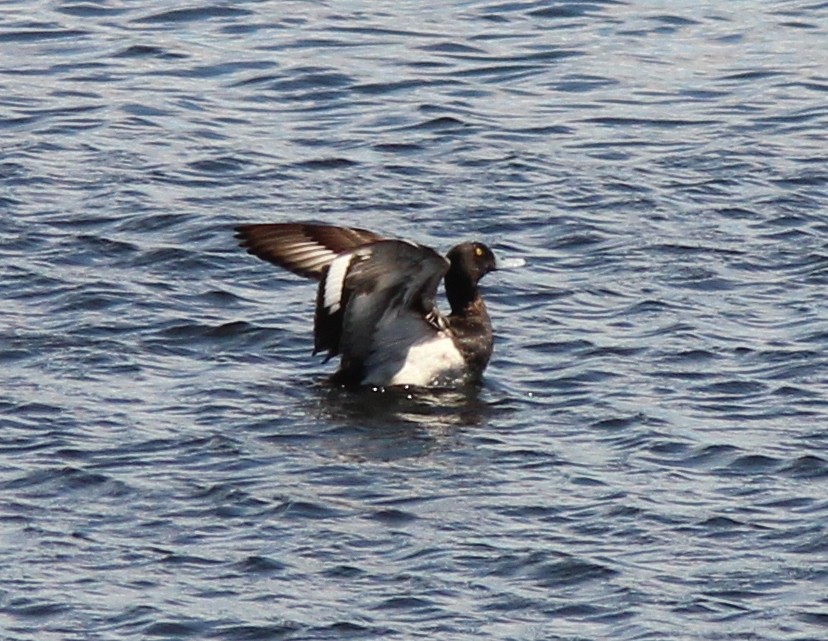 Greater Scaup - Jim Parker