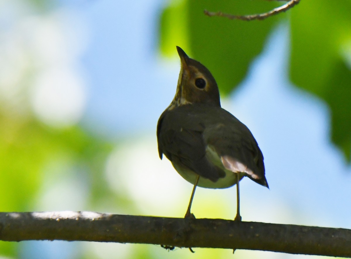 Swainson's Thrush - ML159999761