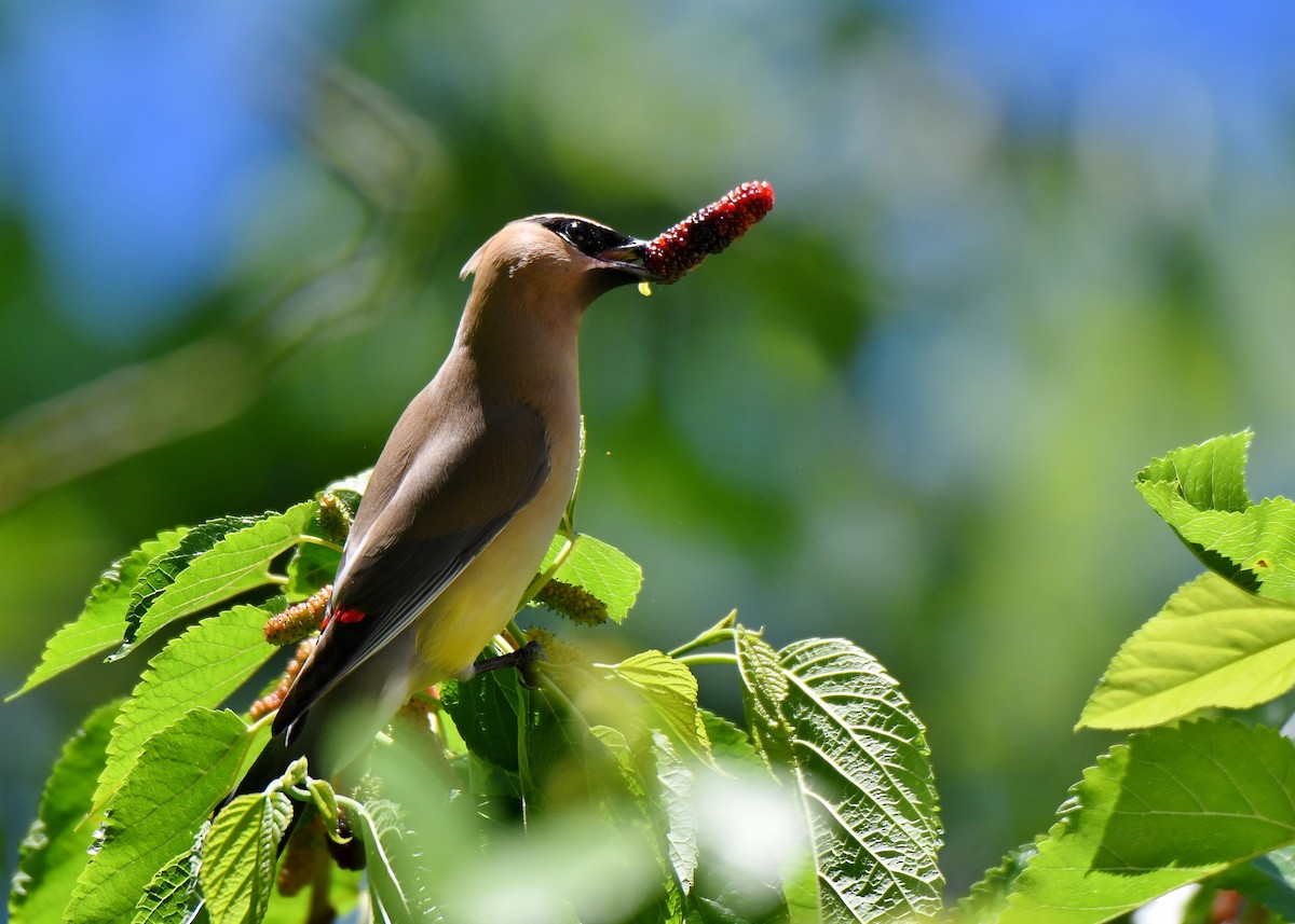 Cedar Waxwing - Sherry Burnett