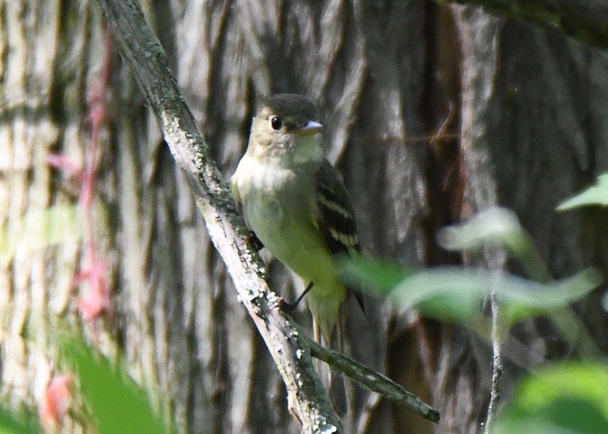 Least Flycatcher - Sherry Burnett