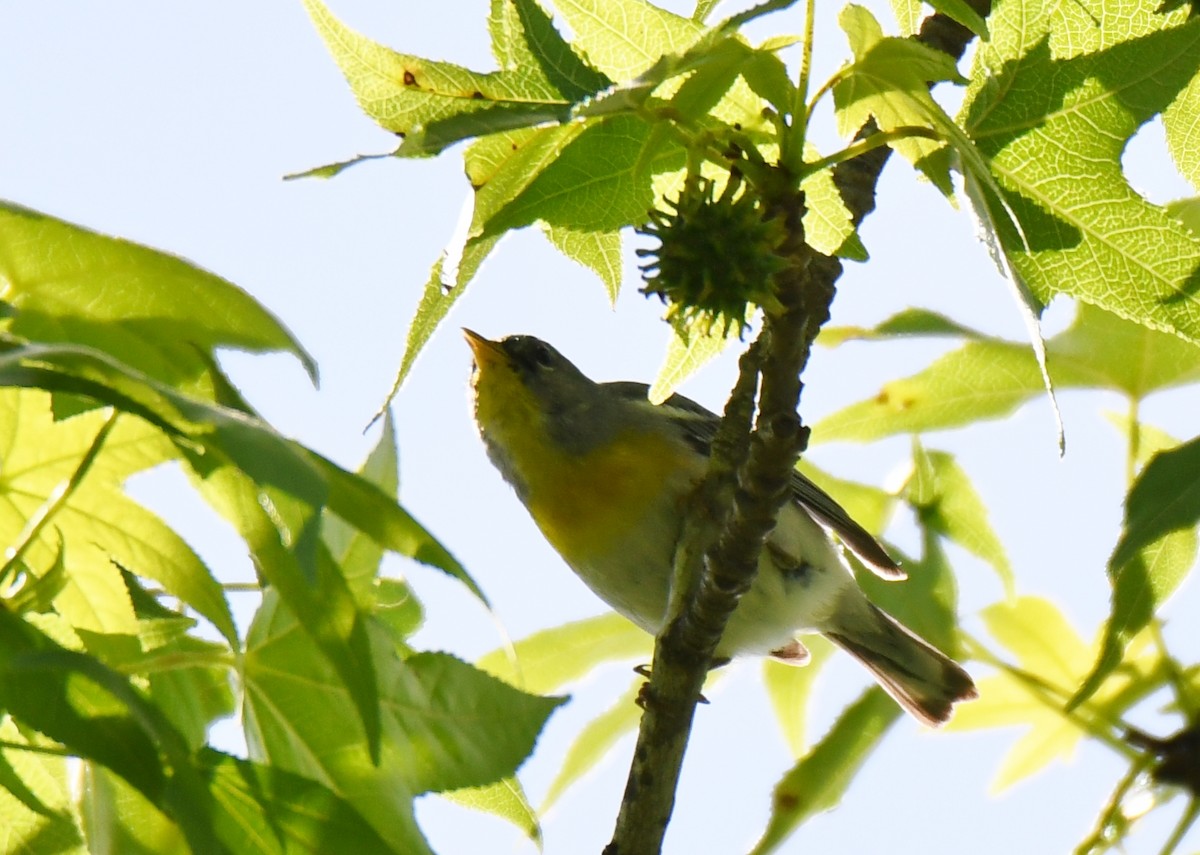 Northern Parula - Sherry Burnett