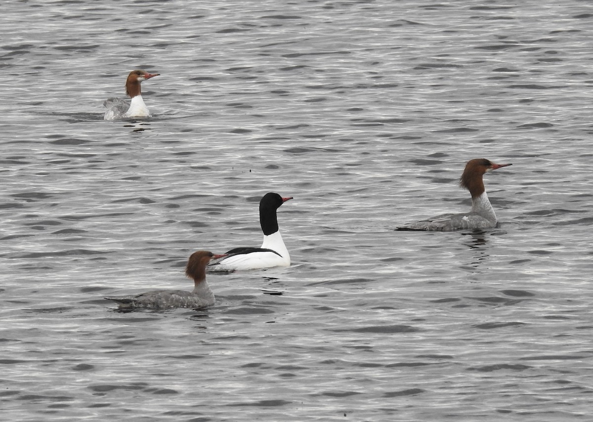 Common Merganser - ML160003861