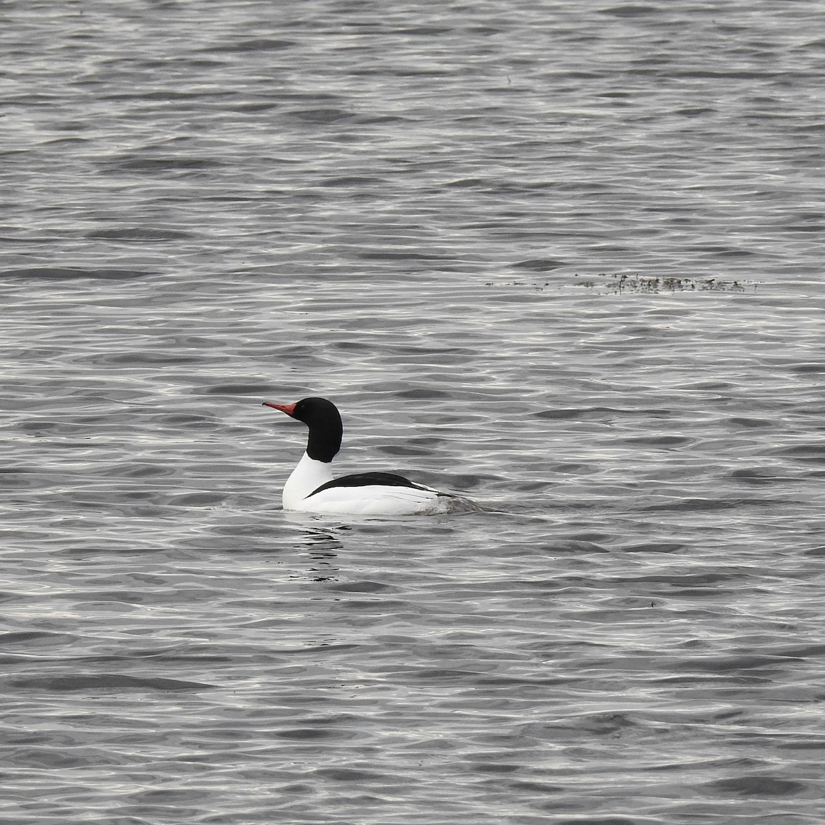 Common Merganser - ML160003871