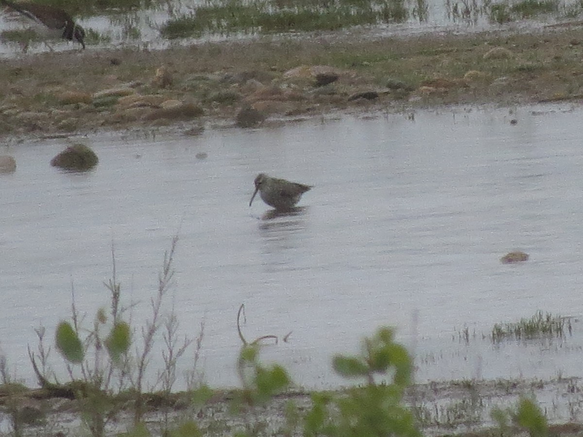 Stilt Sandpiper - ML160004271