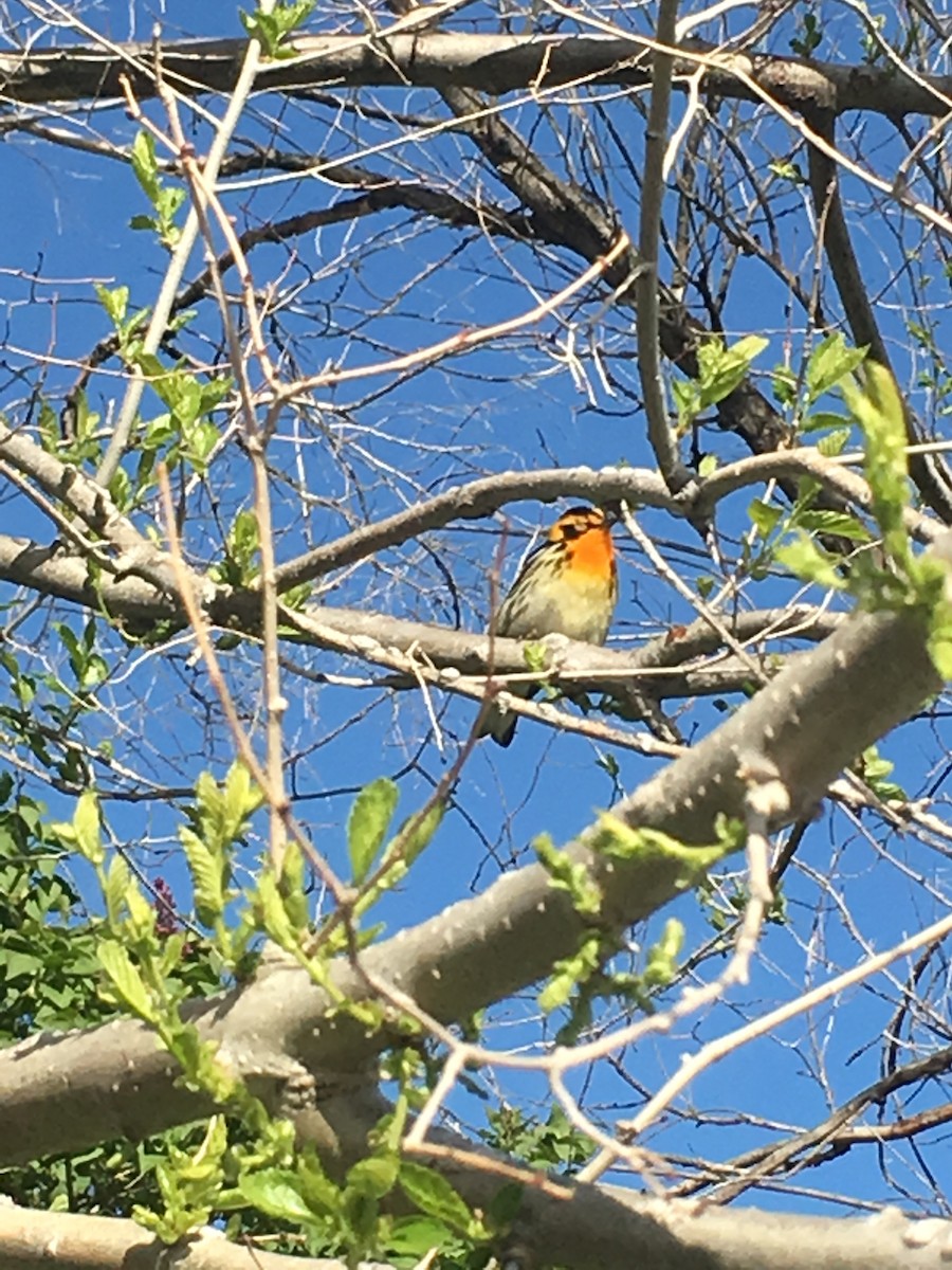 Blackburnian Warbler - ML160004291