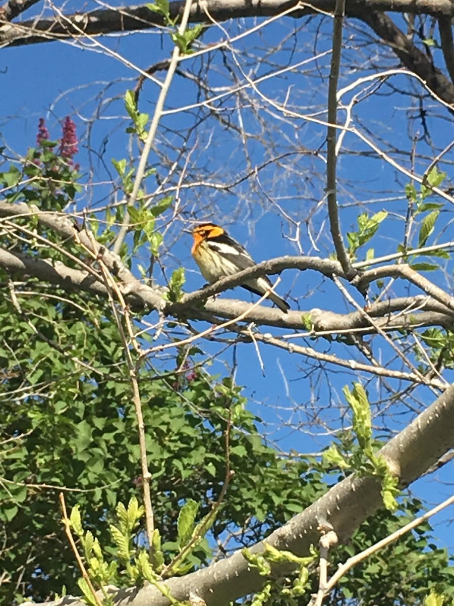 Blackburnian Warbler - ML160004301