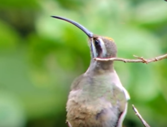 Sooty-capped Hermit - ML160004501