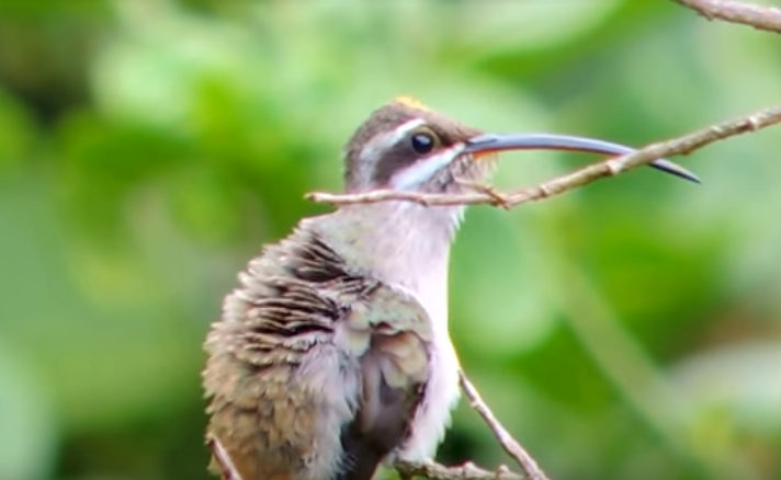 Sooty-capped Hermit - ML160004521