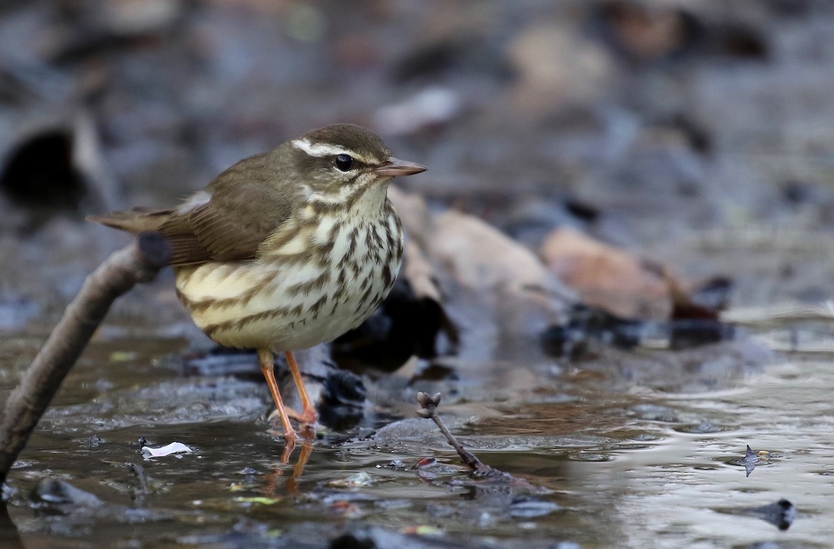 Louisiana Waterthrush - ML160004831