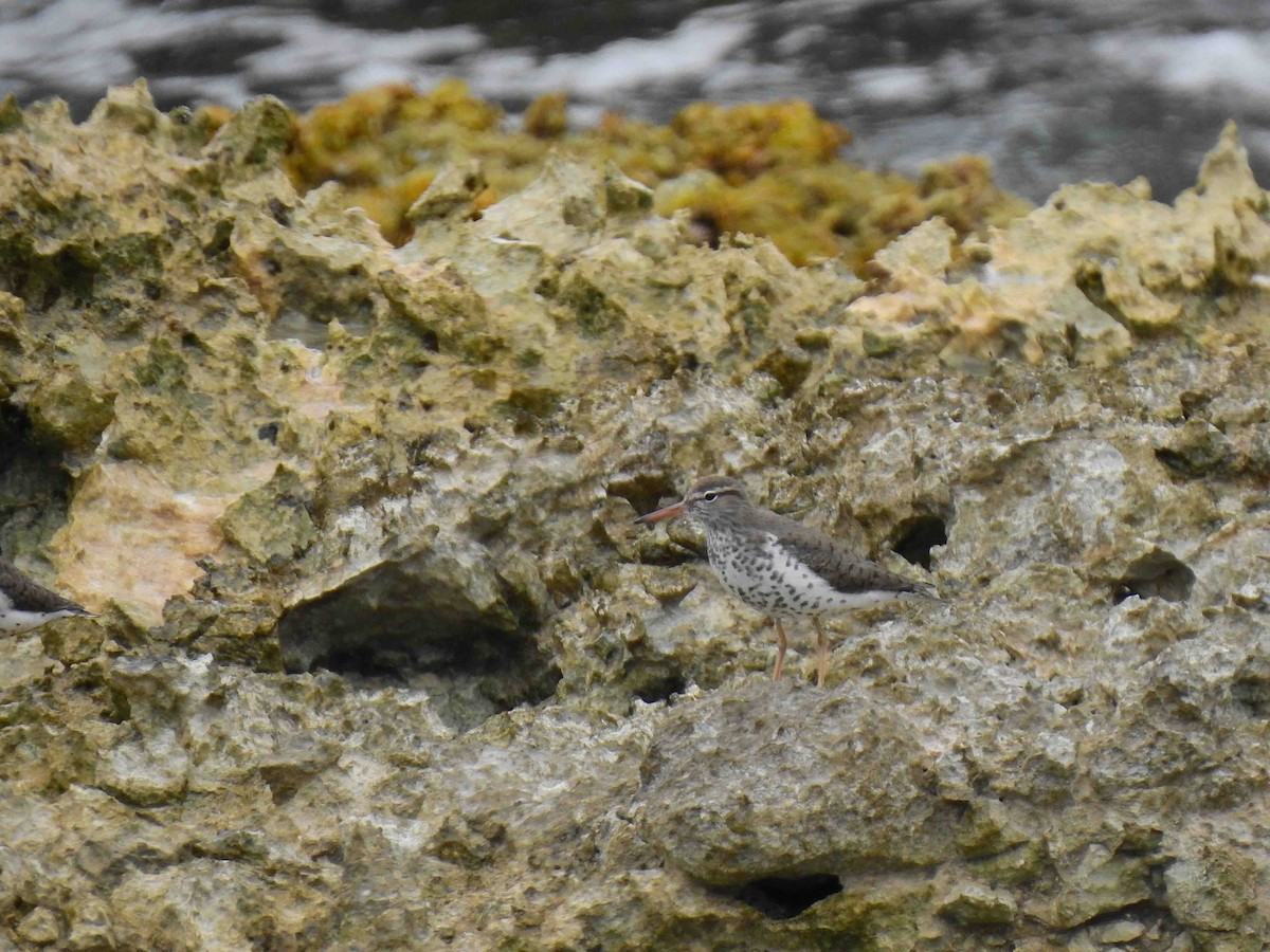 Kuliska orbanduna - ML160004841