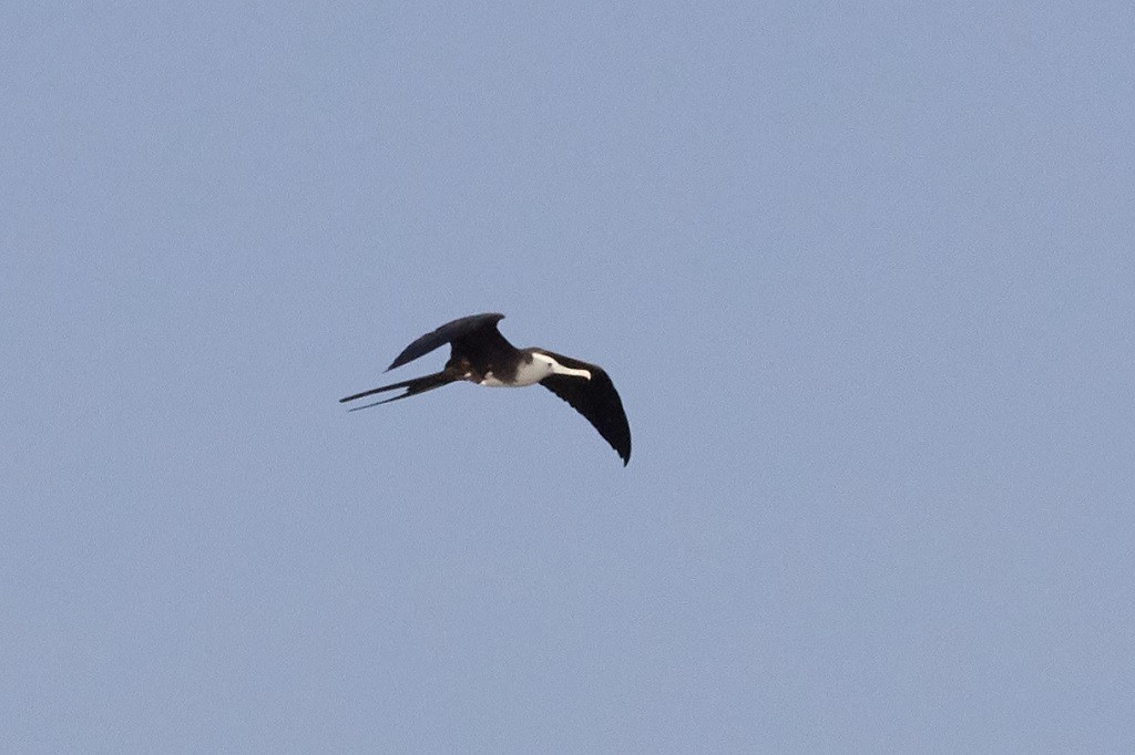Magnificent Frigatebird - ML160005881