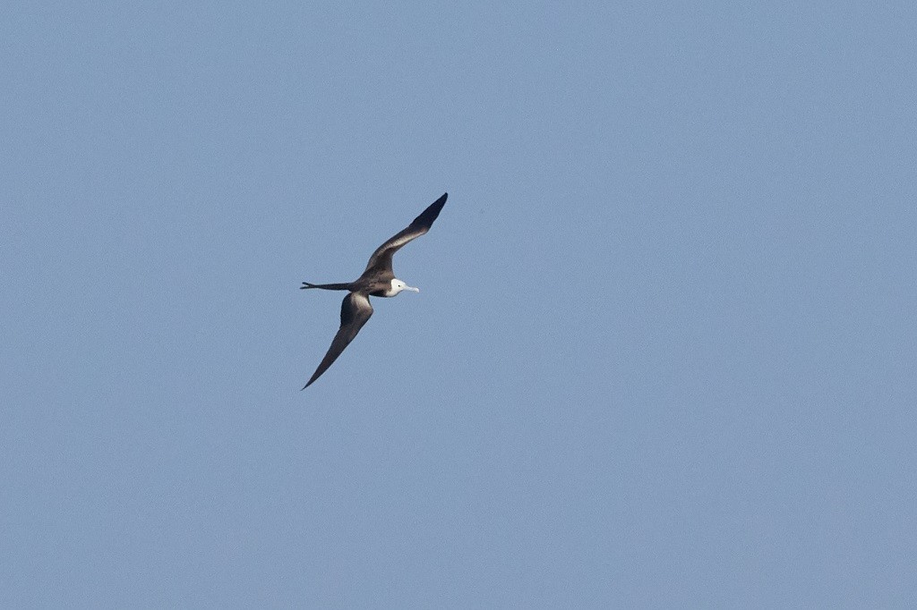 Magnificent Frigatebird - ML160006001
