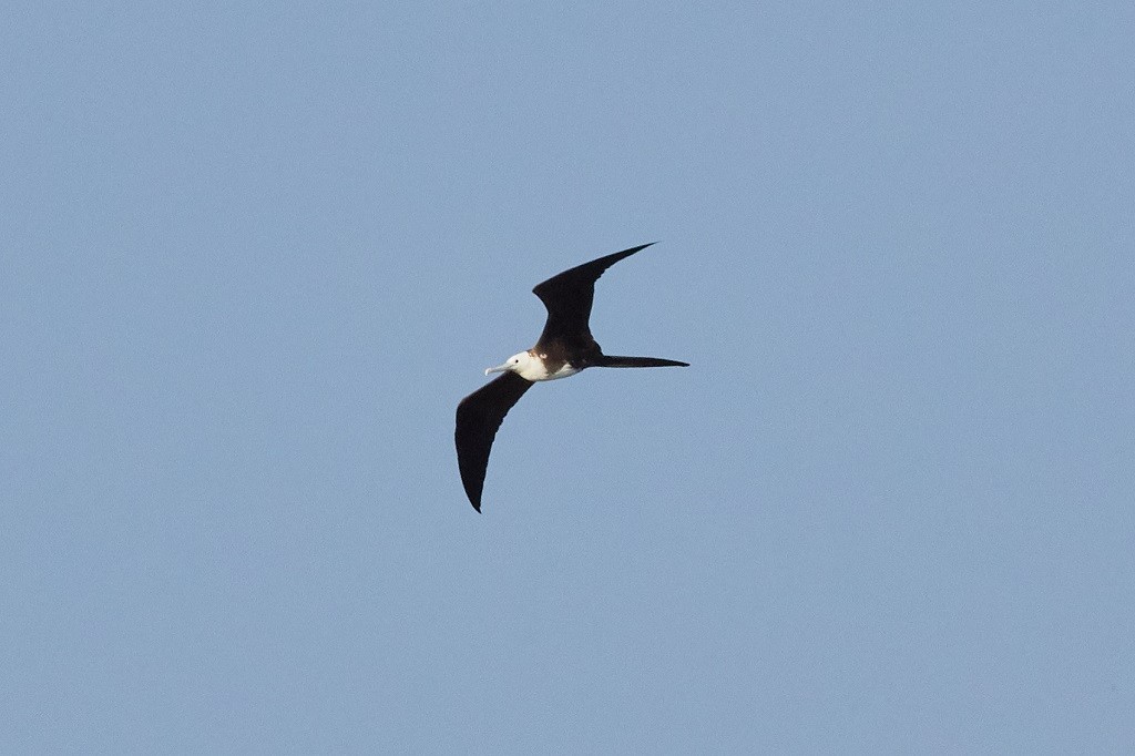Magnificent Frigatebird - ML160006051