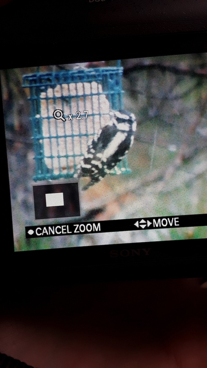 Downy Woodpecker - ML160006091