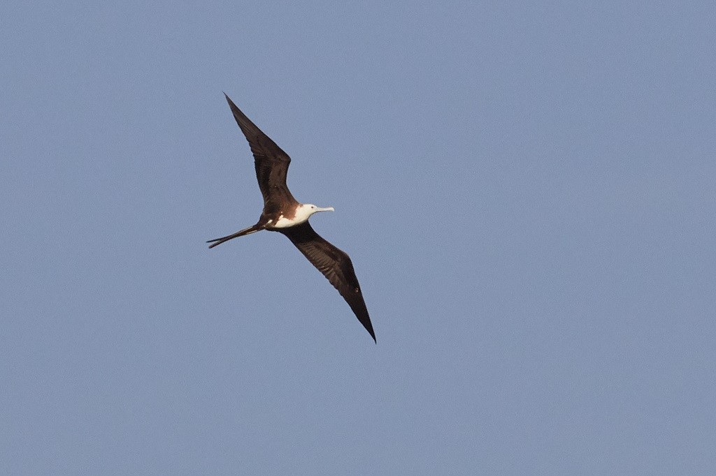 Magnificent Frigatebird - ML160006321