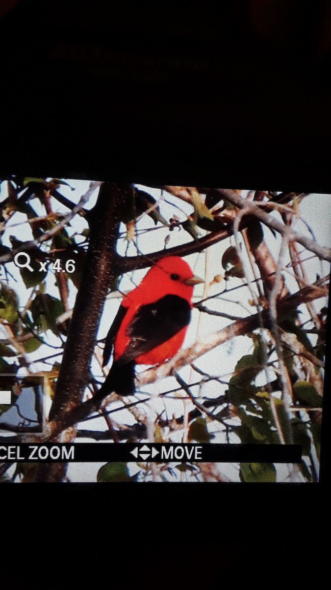 Scarlet Tanager - ML160007021