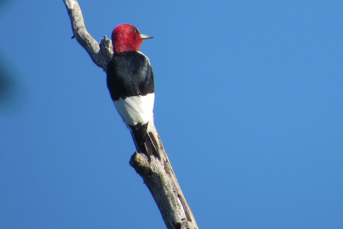 Red-headed Woodpecker - ML160007081