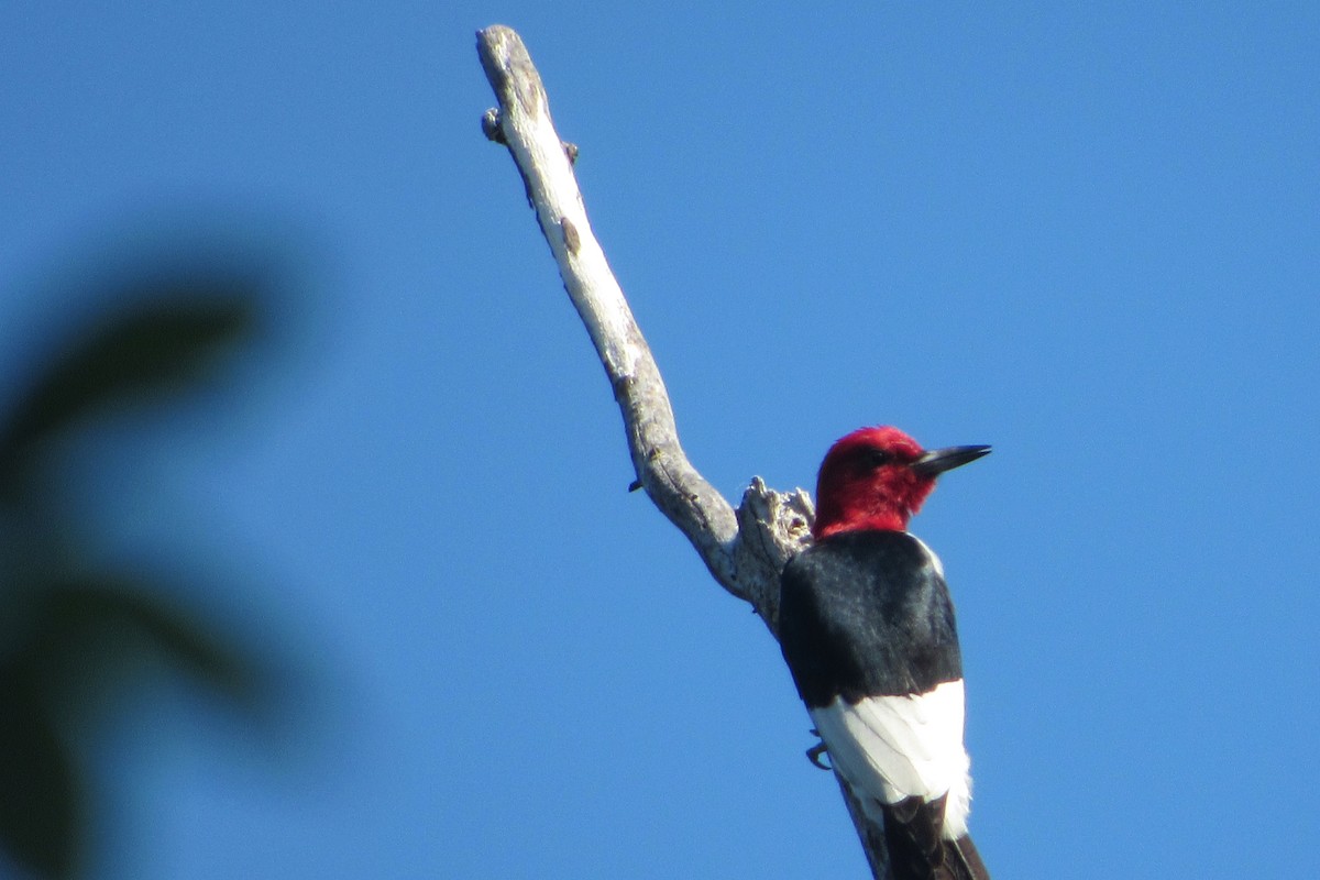 Red-headed Woodpecker - ML160007141
