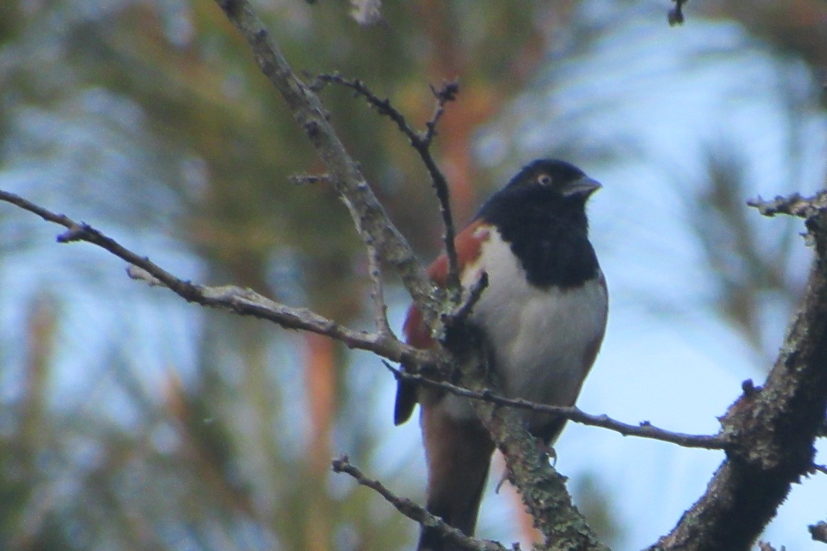 Eastern Towhee - ML160007171