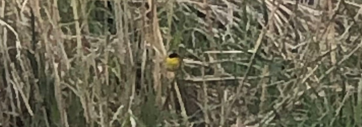 Common Yellowthroat - ML160008081