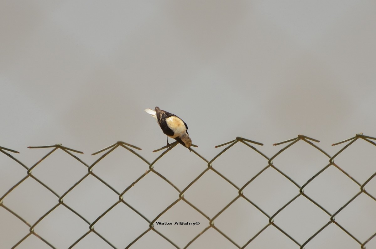 Eastern Black-eared Wheatear - ML160010001