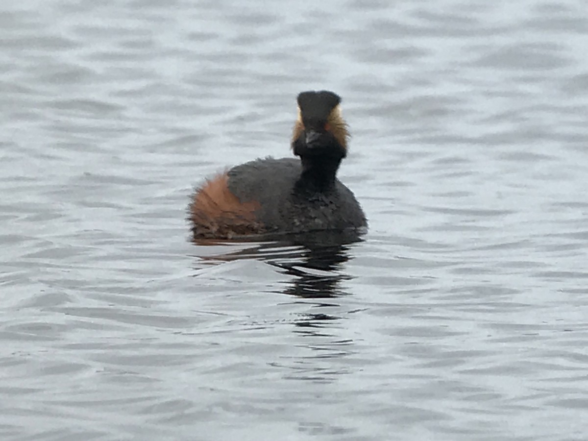 Eared Grebe - ML160011161