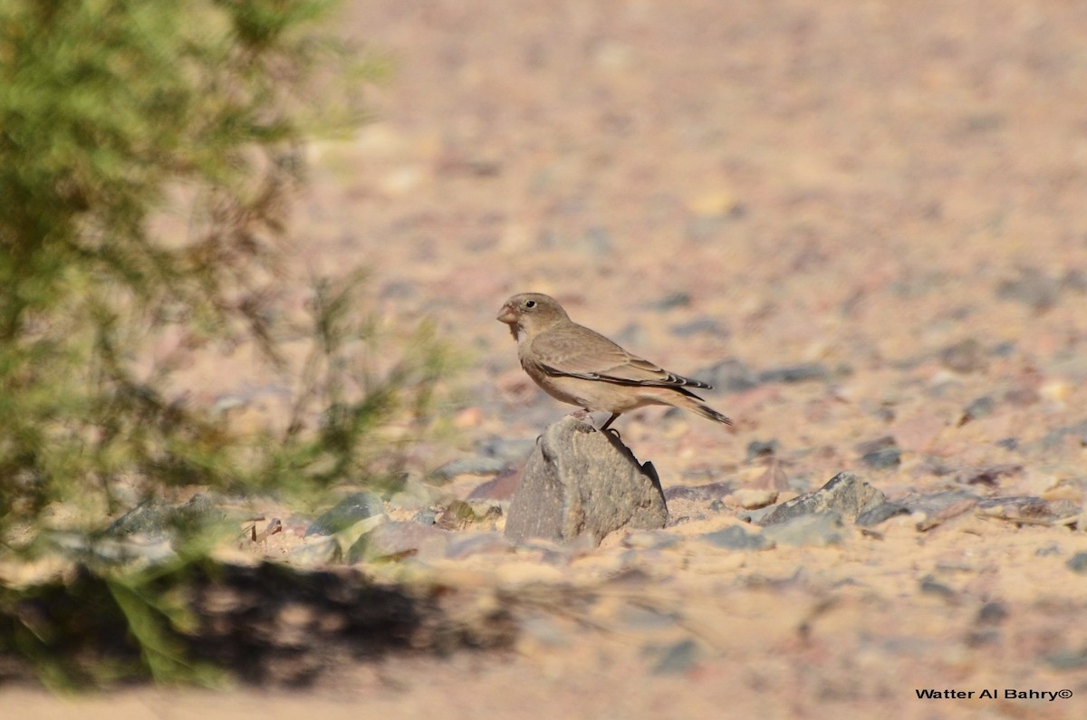 Trumpeter Finch - ML160011911