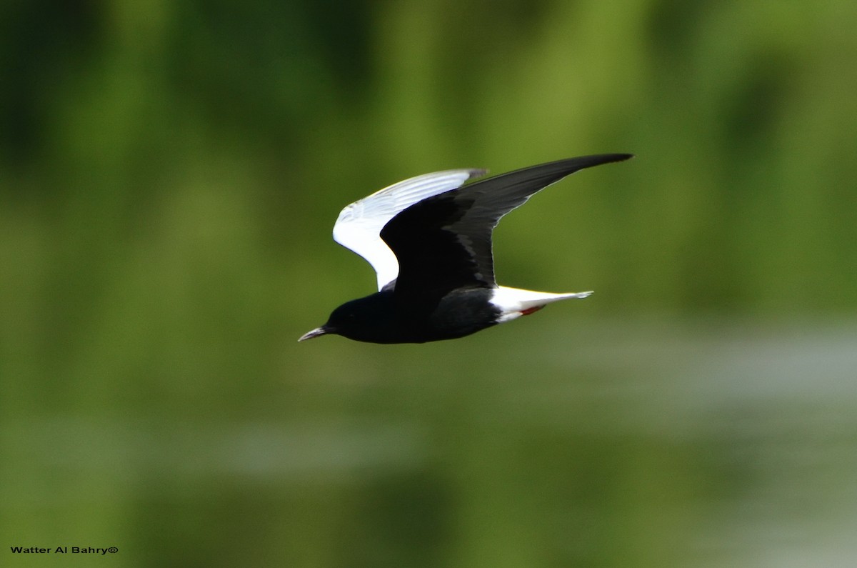 White-winged Tern - Watter AlBahry