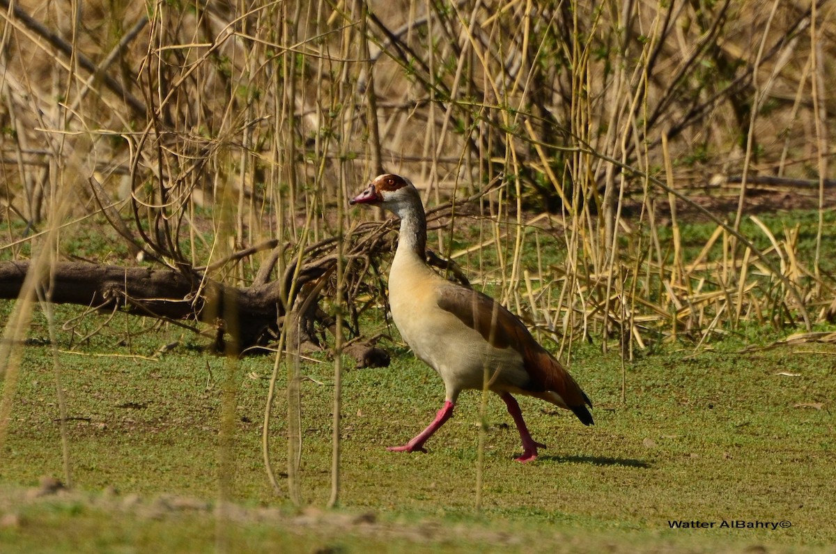 Egyptian Goose - Watter AlBahry