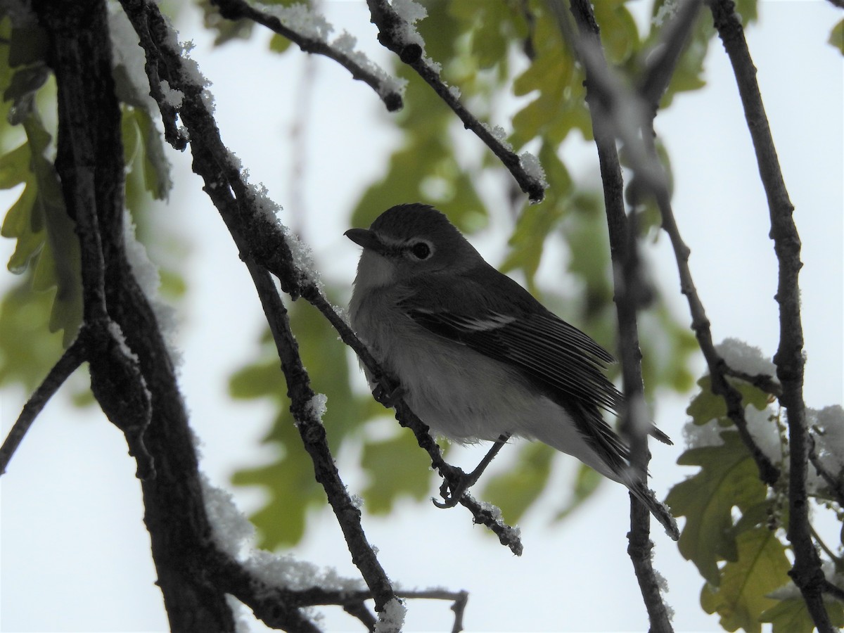 Plumbeous Vireo - ML160014161